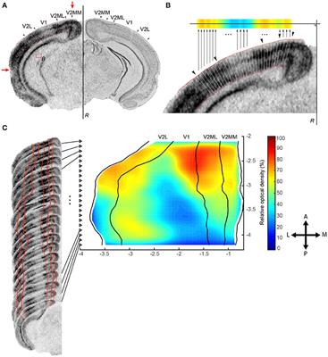 A Tool for Brain-Wide Quantitative Analysis of Molecular Data upon Projection into a Planar View of Choice